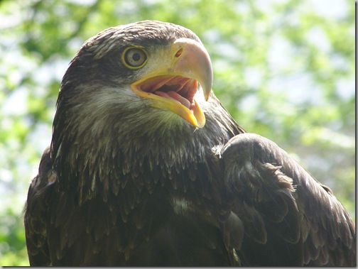 Flugvorführung in Wasser am 21.10.2012